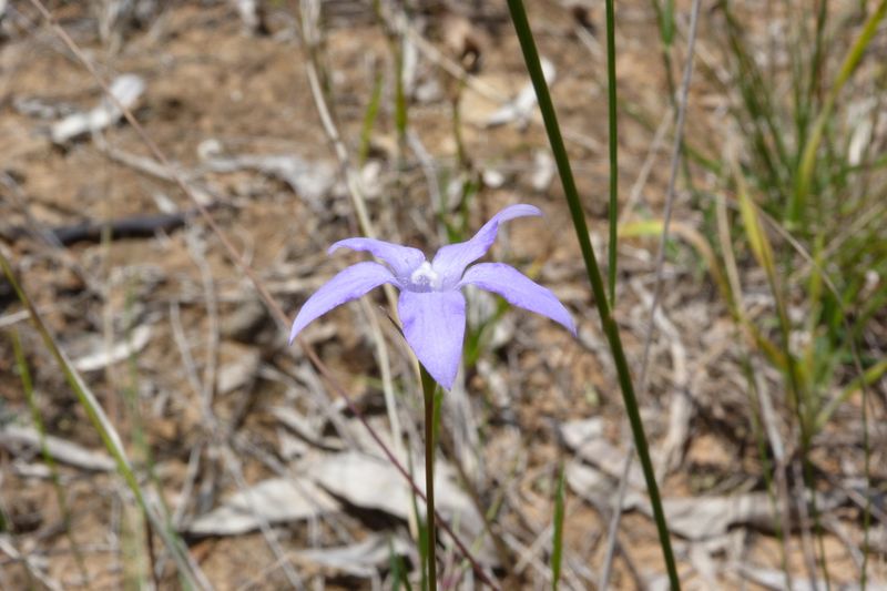 Wahlenbergia capillaris: side view of flower