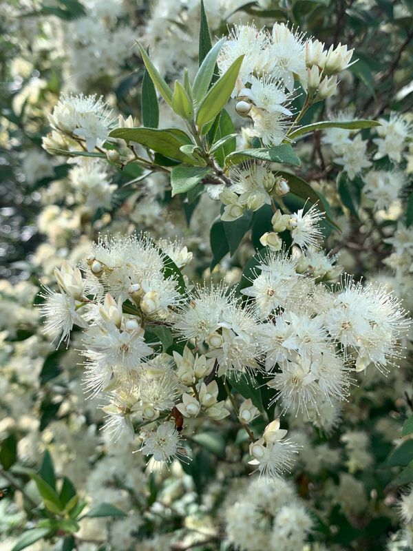 Backhousia myrtifolia: flowers