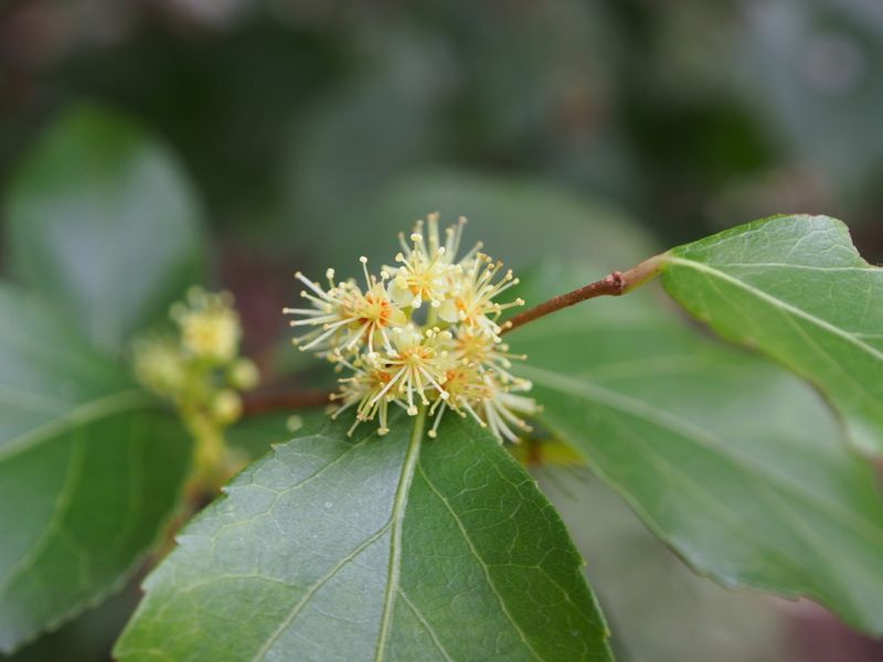 Xylosma racemosum: flowers