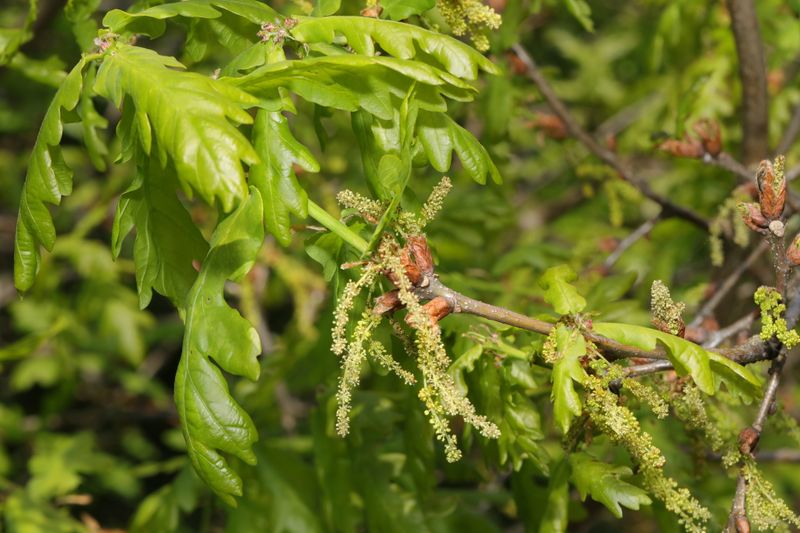 Quercus robur: flowers