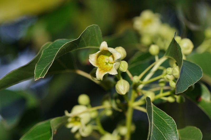 Brachychiton populneus: flowers