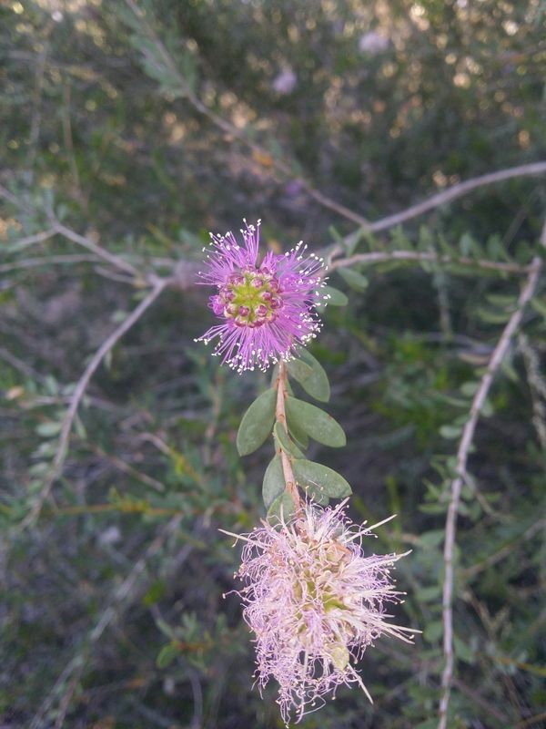 Melaleuca nesophila: flowers and leaves