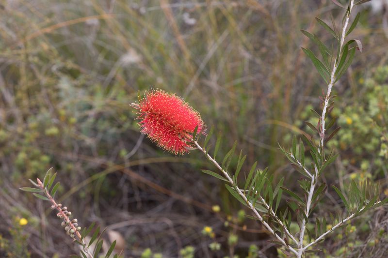 Callistemon rugulosus: flower