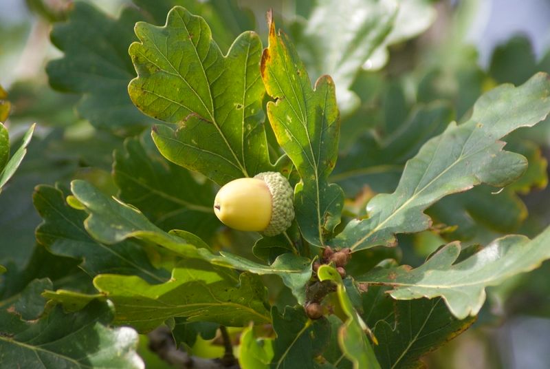 Quercus robur: fruit