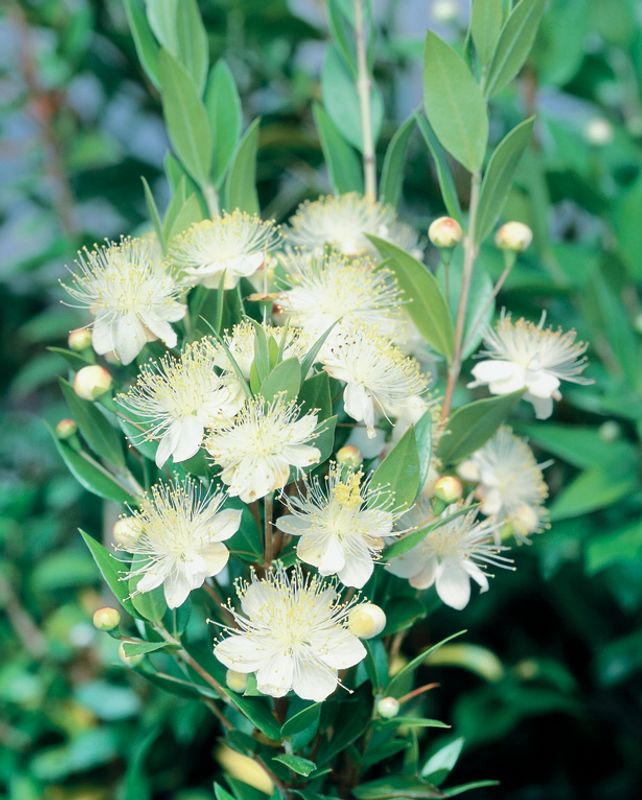 Myrtus communis: close up of flowers and leaf undersides