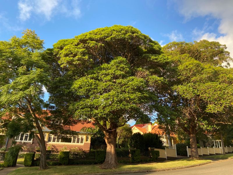 Lophostemon confertus: tree growing on side of road