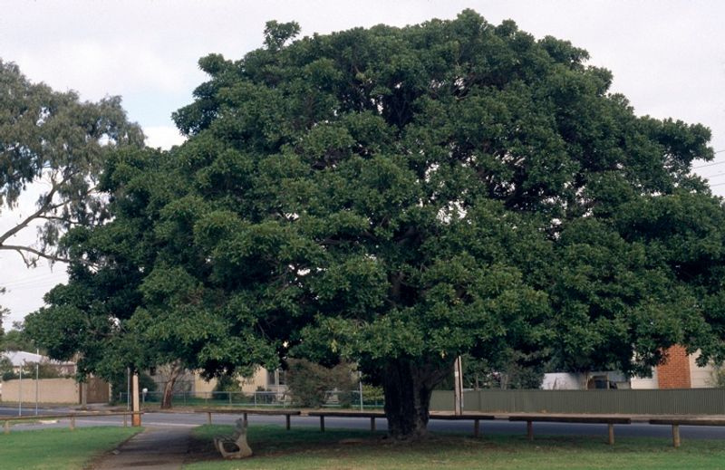 Ficus platypoda: whole tree in park