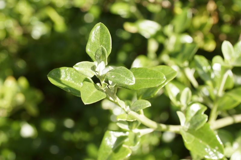 Chenopodium candolleanum: closeup leaves