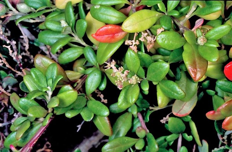 Rhagodia candolleana subsp. candolleana: leaves