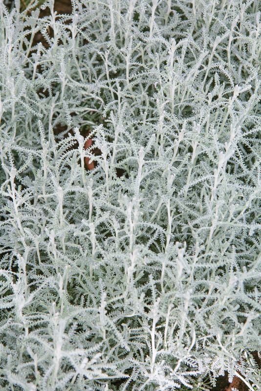 Santolina chamaecyparissus: close up of leaves