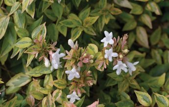 Image of Abelia x grandiflora Francis Mason