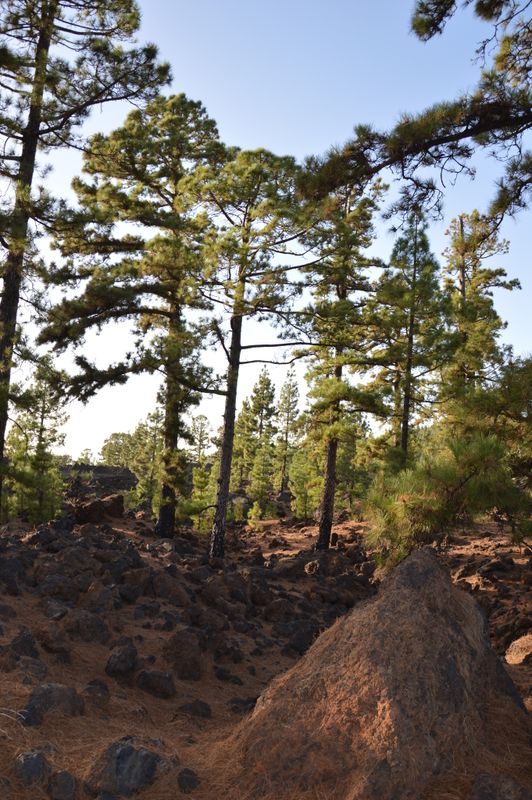 Pinus canariensis: whole plants