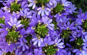 Image of Scaevola aemula Purple Fanfare