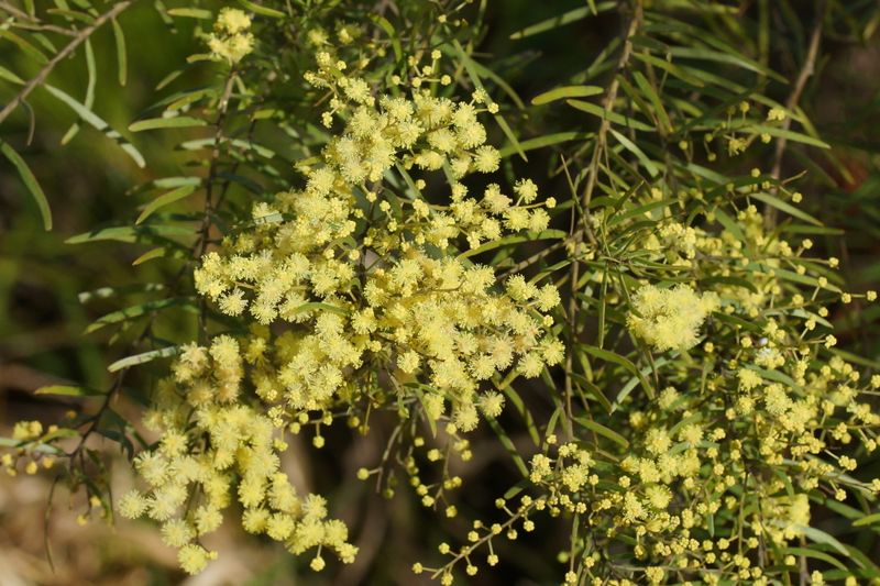 Acacia fimbriata: flowers