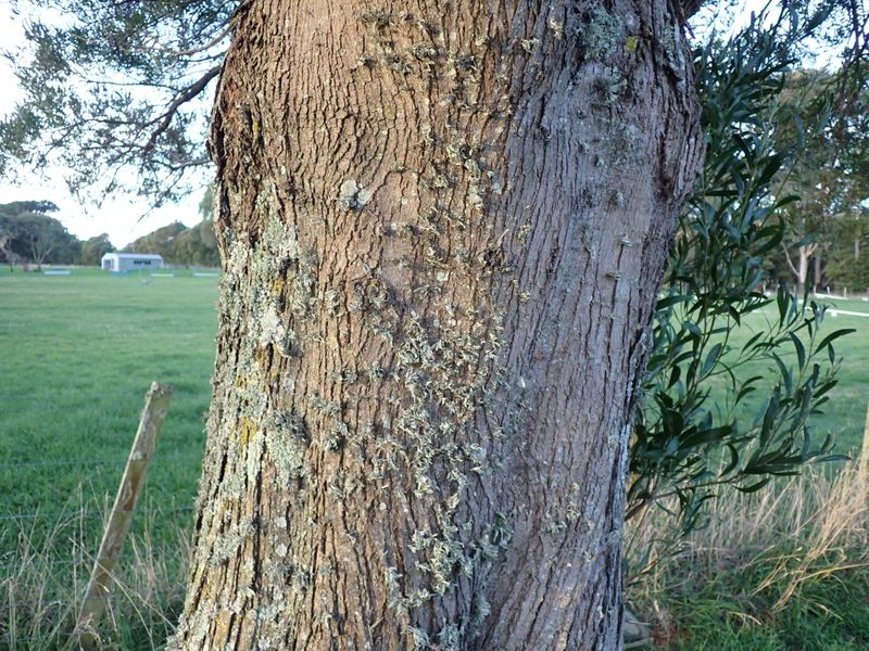 Acacia melanoxylon: bark