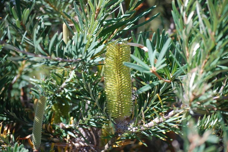 Banksia marginata: flowers and leaves