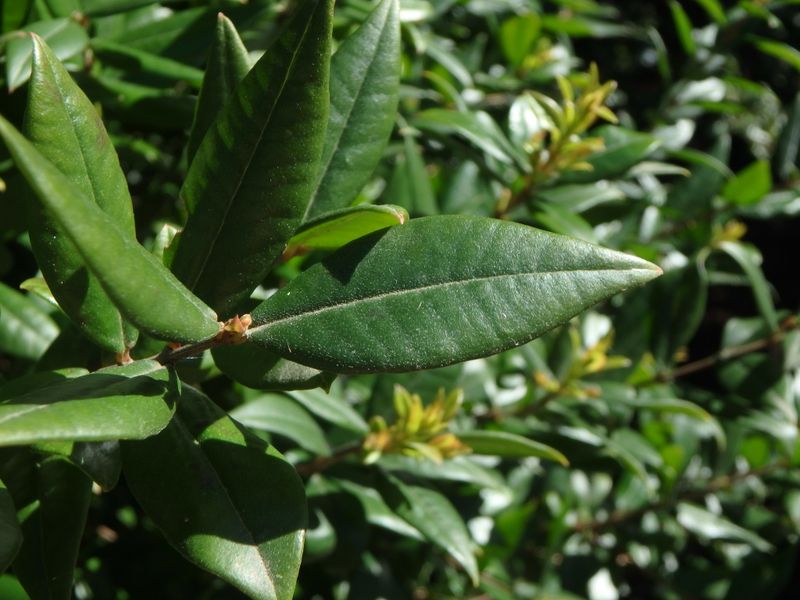Myrtus communis: leaf