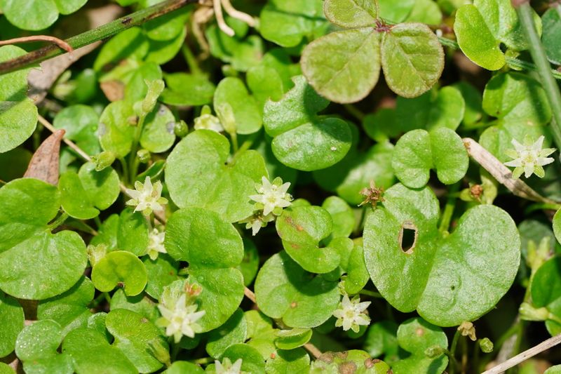 Dichondra repens: closeup leaves