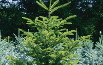 Image of Abies balsamea