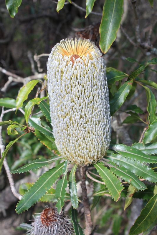 Banksia serrata: flower