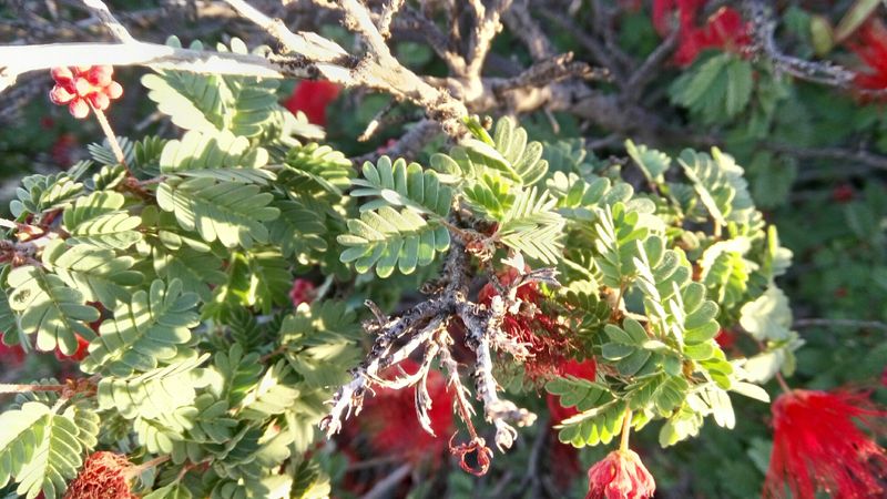 Calliandra californica: leaves