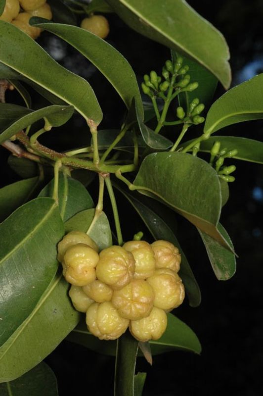 Acronychia imperforata: fruit