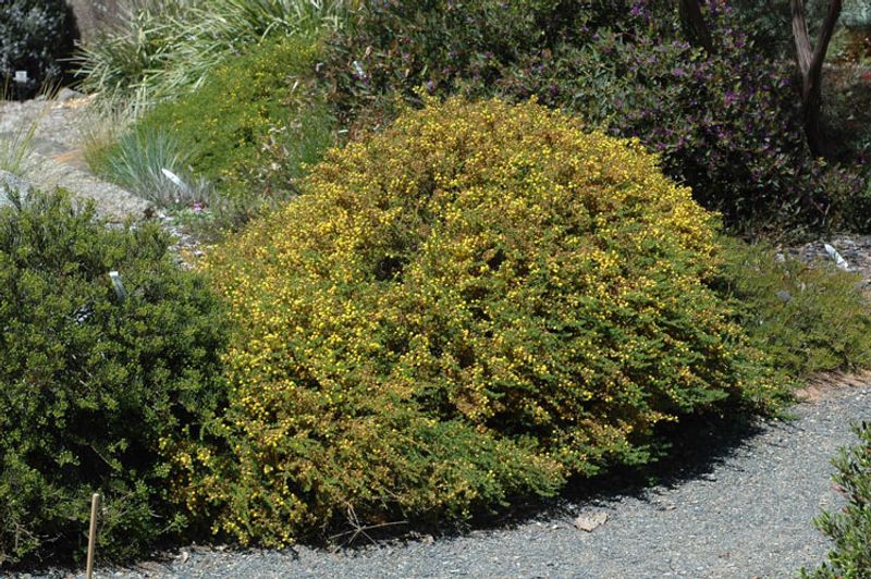 Acacia lasiocarpa: whole shrub in flower