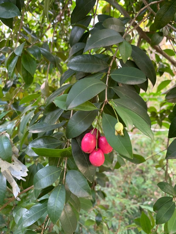 Syzygium australe: fruit