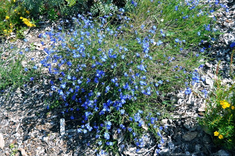 Lechenaultia biloba: whole plant